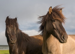 Dwa konie z rozwianymi grzywami