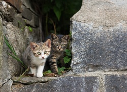 Dwa kotki na murku