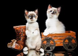 Dwa kotki obok buta i wózka
