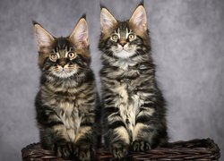 Dwa koty maine coon