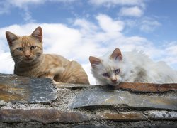 Dwa koty na dachu
