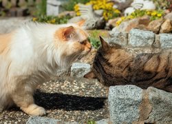 Dwa koty na kamieniach w ogrodzie
