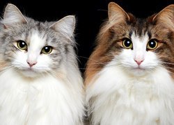 Dwa koty norweskie leśne