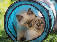 Dwa koty rasy ragdoll w tunelu