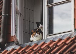 Dwa koty w oknie