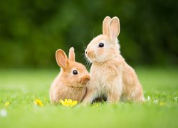 Dwa króliczki w trawie