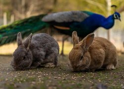 Dwa króliki i paw w oddali