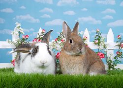 Dwa króliki na trawie pod płotem