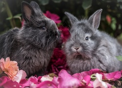 Dwa króliki w kwiatach