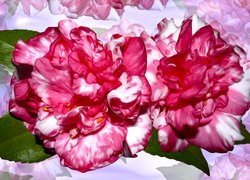 Kwiaty, Różowo-białe, Kamelie, Grafika