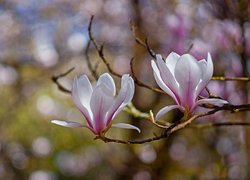 Dwa kwiaty magnolii na gałązce