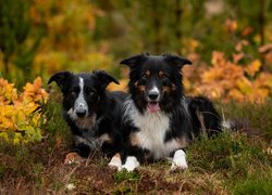 Dwa leżące border collie