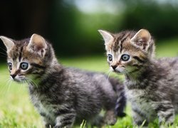Dwa małe bure kotki na trawie