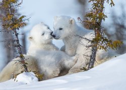 Dwa małe niedźwiadki polarne