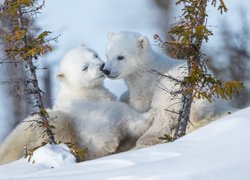 Zima, Śnieg, Dwa, Małe, Niedźwiadki, Niedźwiedzie polarne