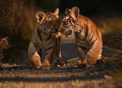Dwa małe tygrysy