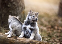 Dwa małe wilki