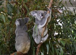 Dwa misie koala na drzewie eukaliptusa