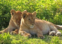 Dwa młode lwy na trawie