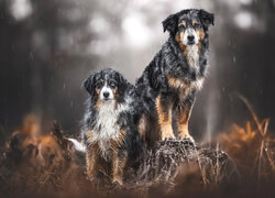 Dwa mokre psy w padającym deszczu