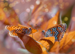 Dwa motyle na liściach w promieniach słońca
