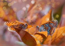 Dwa, Motyle, Przeplatka didyma, Liście, Bokeh, Rozmyte, Tło