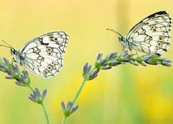 Dwa motyle z gatunku polowiec szachownica na roślince