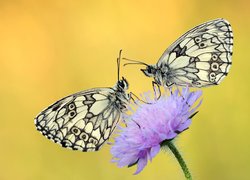 Dwa motyle z gatunku polowiec szachownica
