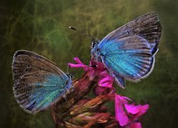 Dwa niebieskie motyle na kwiatku