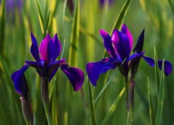 Kwiaty, Niebiesko-fioletowe, Irysy, Dwa