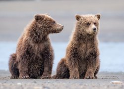 Dwa niedźwiadki brunatne