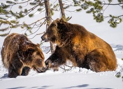 Dwa niedźwiedzie brunatne na śniegu