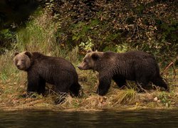 Dwa niedźwiedzie brunatne nad wodą