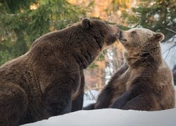 Dwa niedźwiedzie brunatne