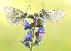 Motyle, Niestrzępy głogowce, Roślina, Zbliżenie