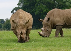 Dwa nosorożce skubią trawę