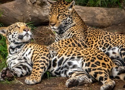Dwa odpoczywające jaguary