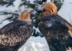 Dwa orły przednie na śniegu