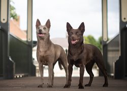 Dwa owczarki australijskie kelpie