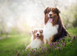 Owczarki australijskie, Australian Shepherd, Łąka, Kwiaty