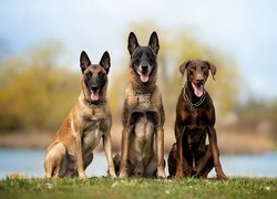 Dwa owczarki belgijskie Malinois i doberman