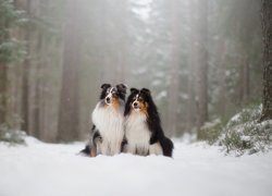 Dwa owczarki szetlandzkie na śniegu w lesie