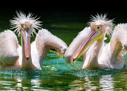 Dwa pelikany z nastroszonymi piórami