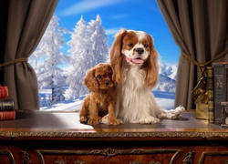 Słodkie, Pieski, Cavalier King Charles Spaniel, Książki, Okno, Zima