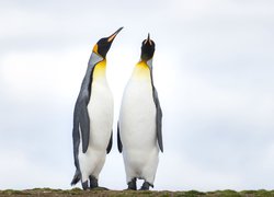 Dwa pingwiny cesarskie