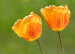 Kwiaty, Dwa, Tulipany, Pomarańczowe