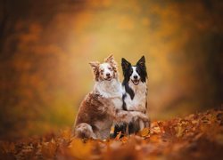 Dwa przytulone border collie