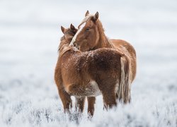 Dwa, Przytulone, Konie, Śnieg