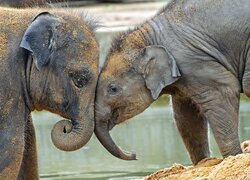 Dwa przytulone słonie