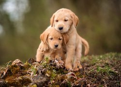 Dwa przytulone szczeniaki golden retrievery